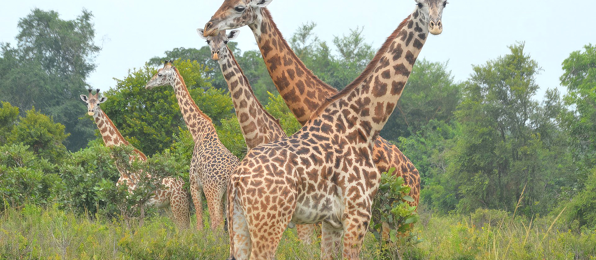 Mikumi National Park