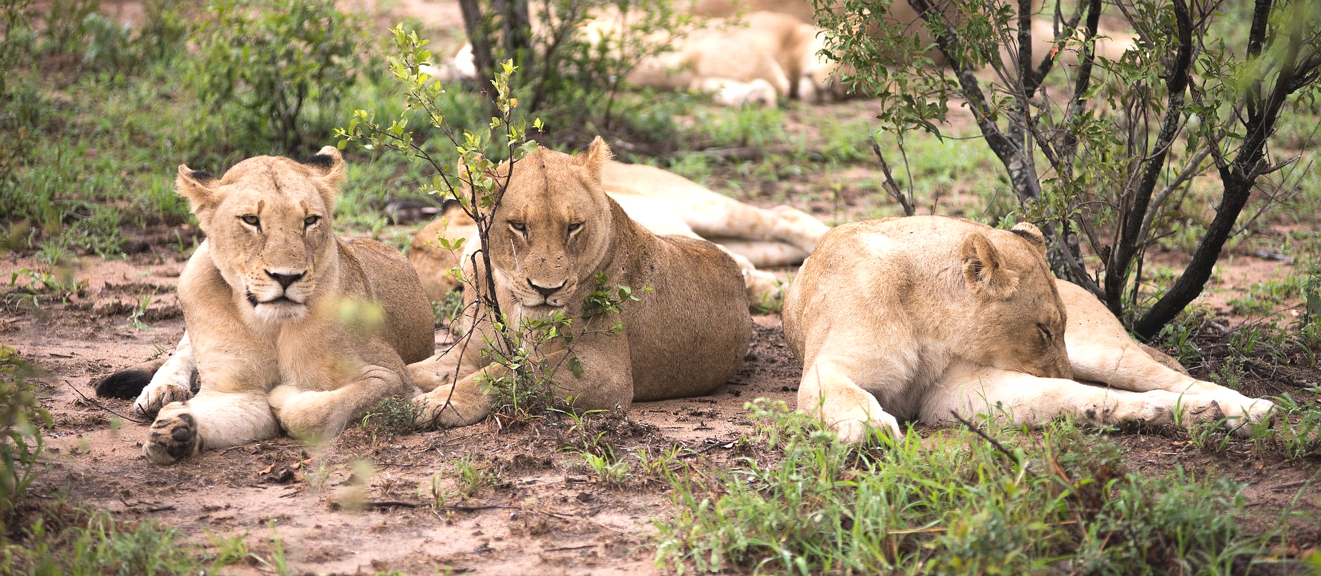 Mikumi National Park